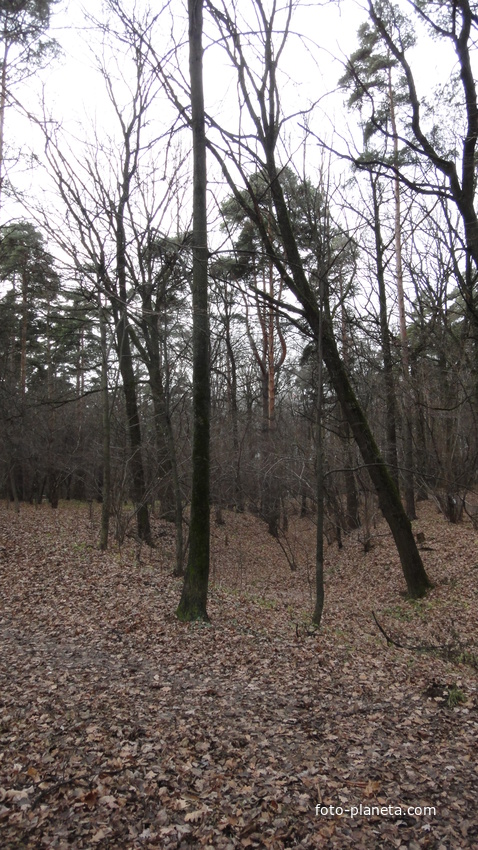 Овраг в Загорьевском парке
