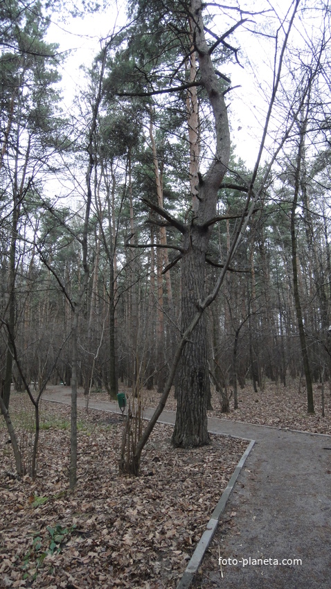 Старая сосна в Загорьевском парке