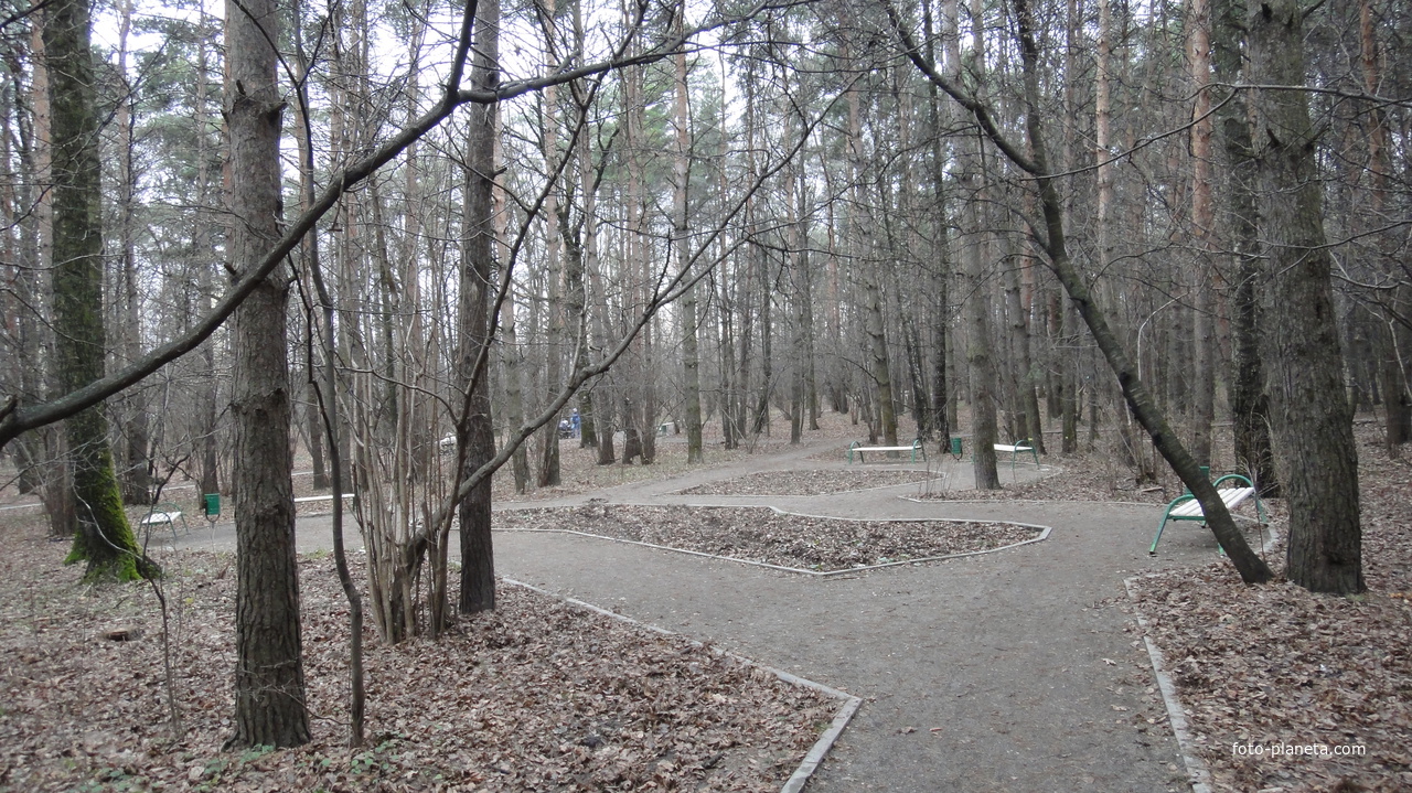 Сосны в Загорьевском парке