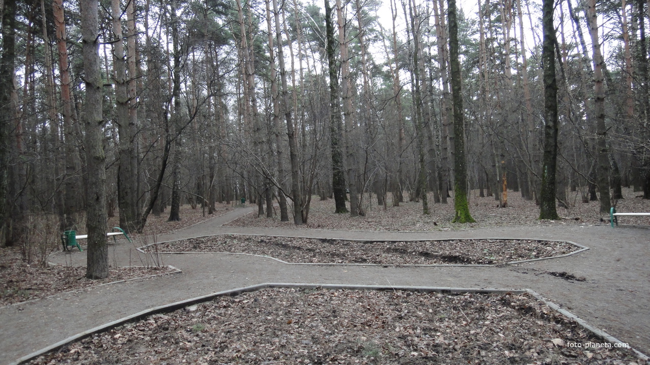 Сосоновый парк в Загорье