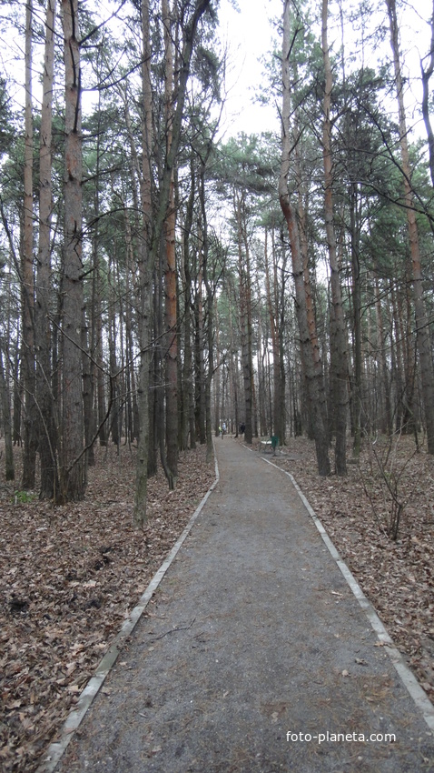 В осеннем сосновом парке