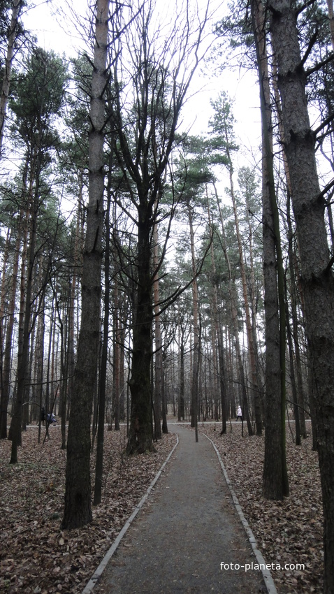 Осенние сосны