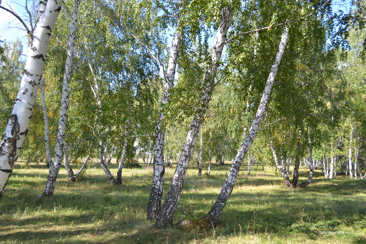 Березы-Кандрыкуль