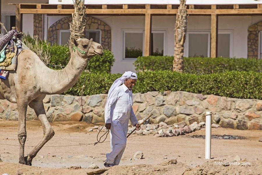 Старый бедуин и его верблюд