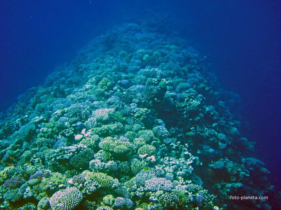 Сад кораллов