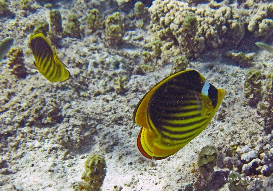 Подводные жители коралловых садов
