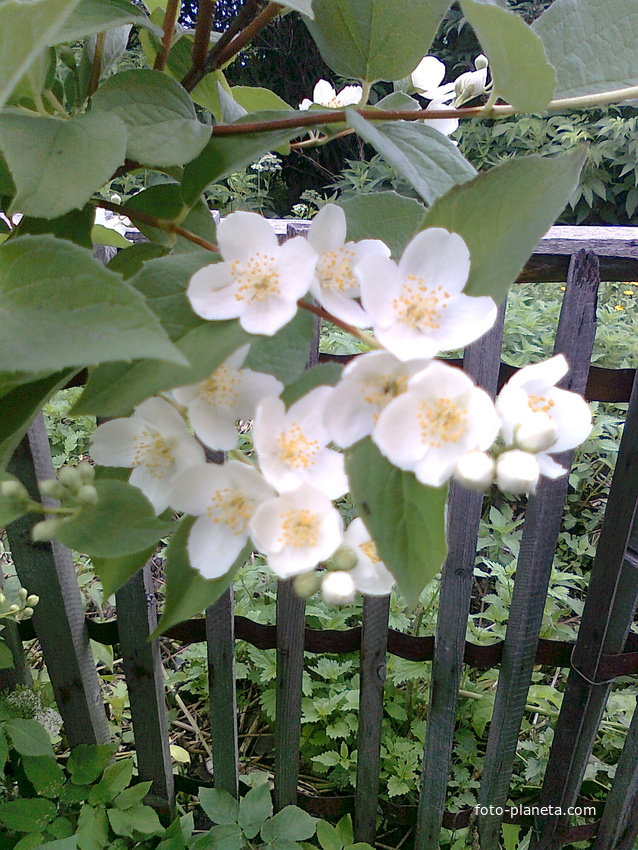 цветет жасмин