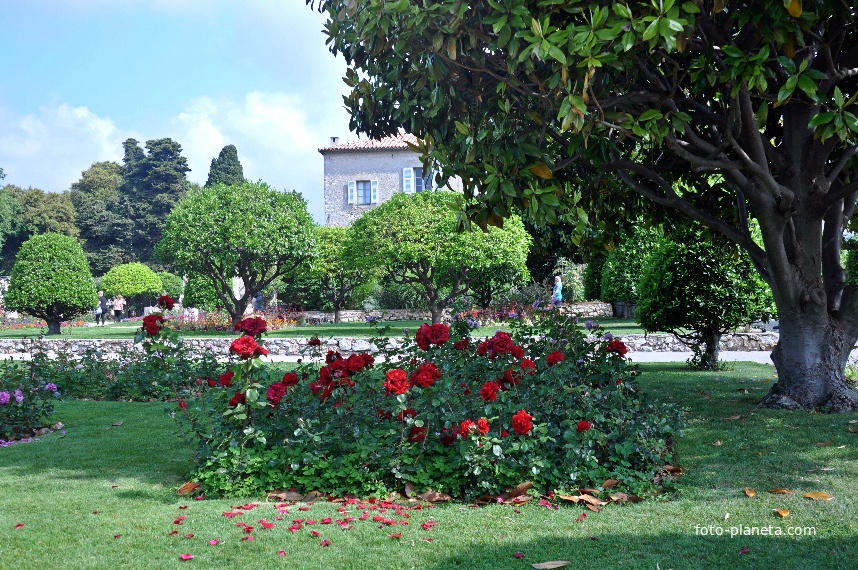 Сад в Ницце