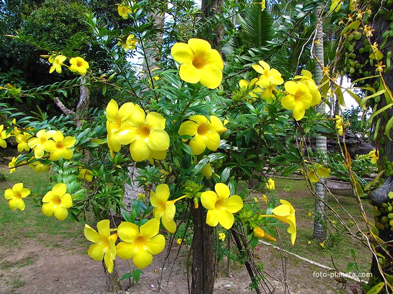 Ко Кут (остров)