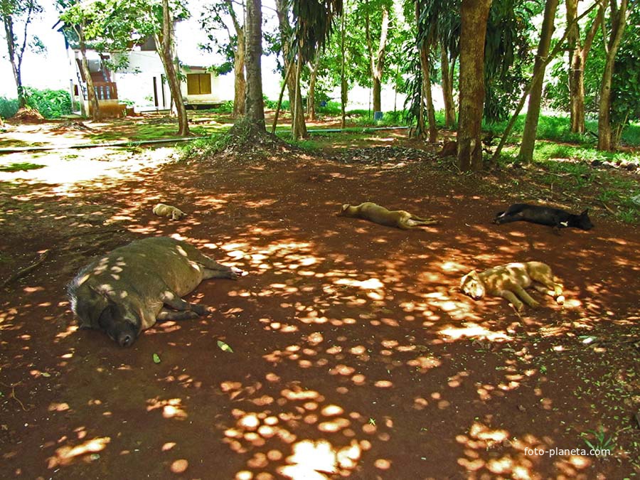 Ко Мак (остров)