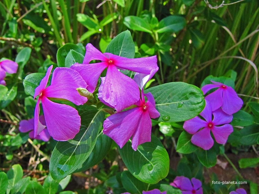 Ко Мак (остров)