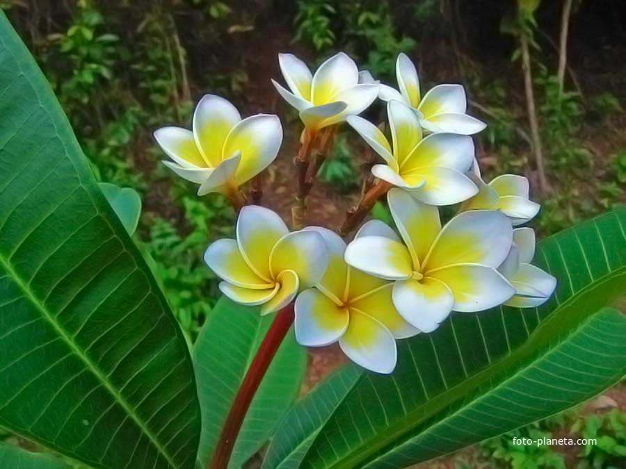 Ко Мак (остров)