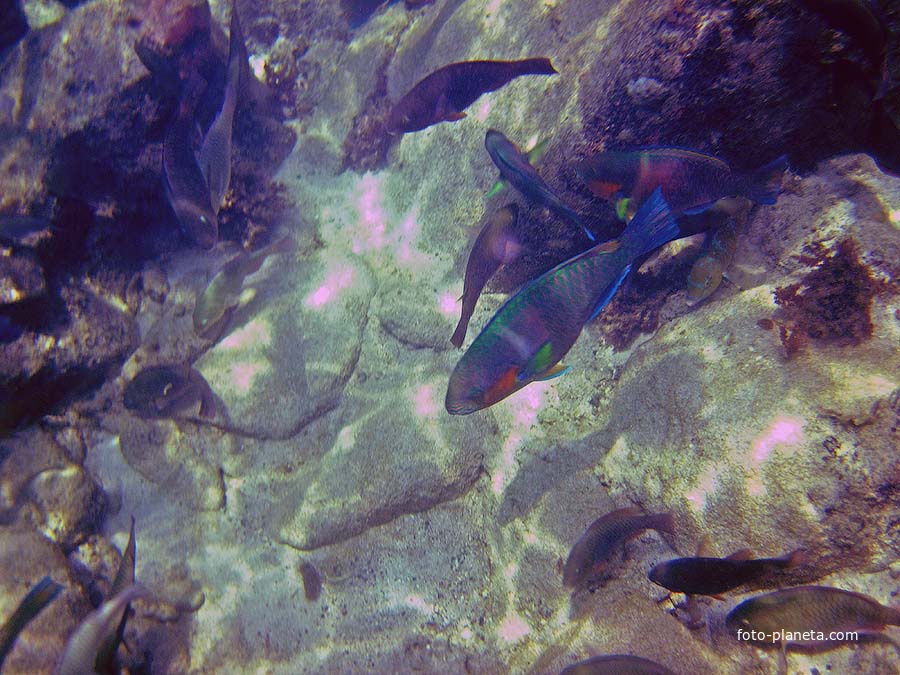 Подводный мир Ко Мака