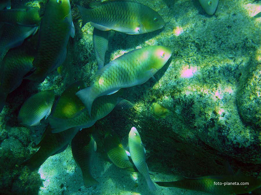 Подводный мир Ко Мака