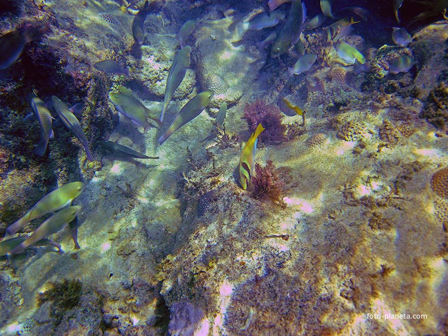 Подводный мир Ко Мака