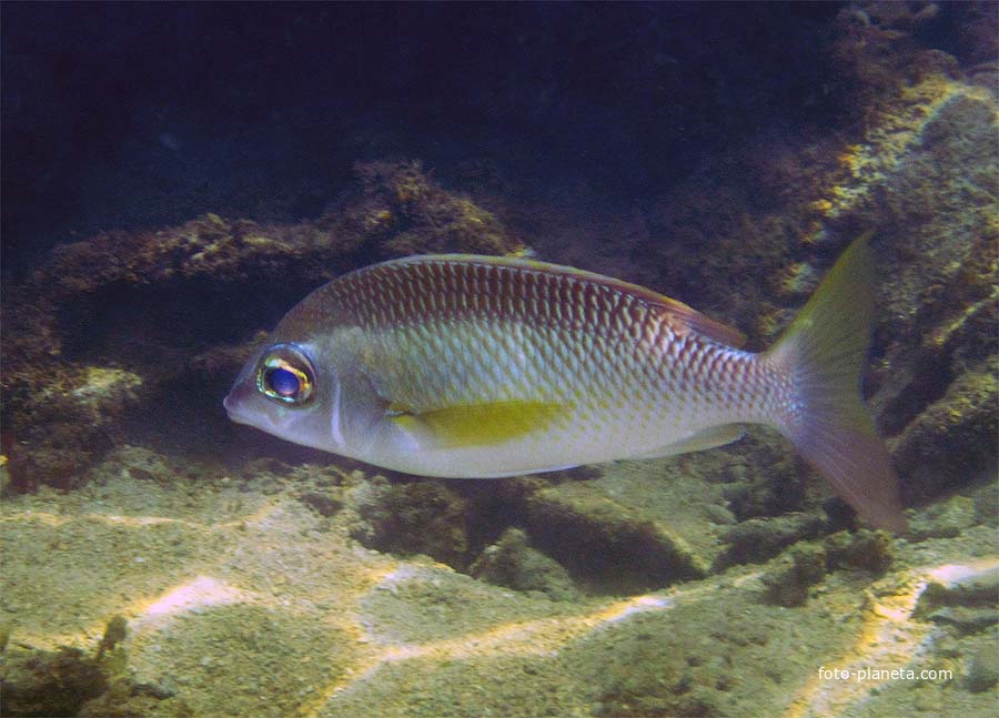 Подводный мир Ко Куда