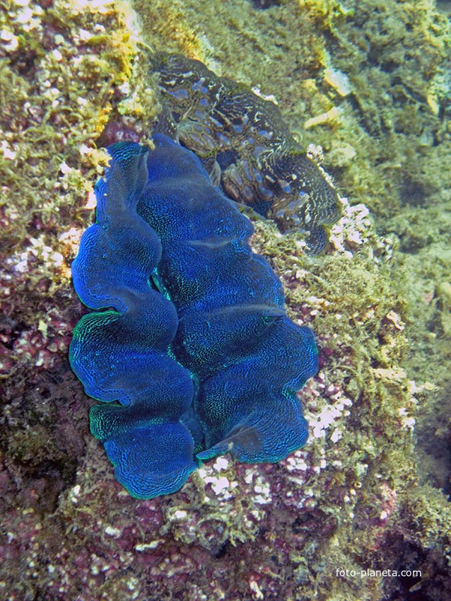 Подводный мир Ко Куда