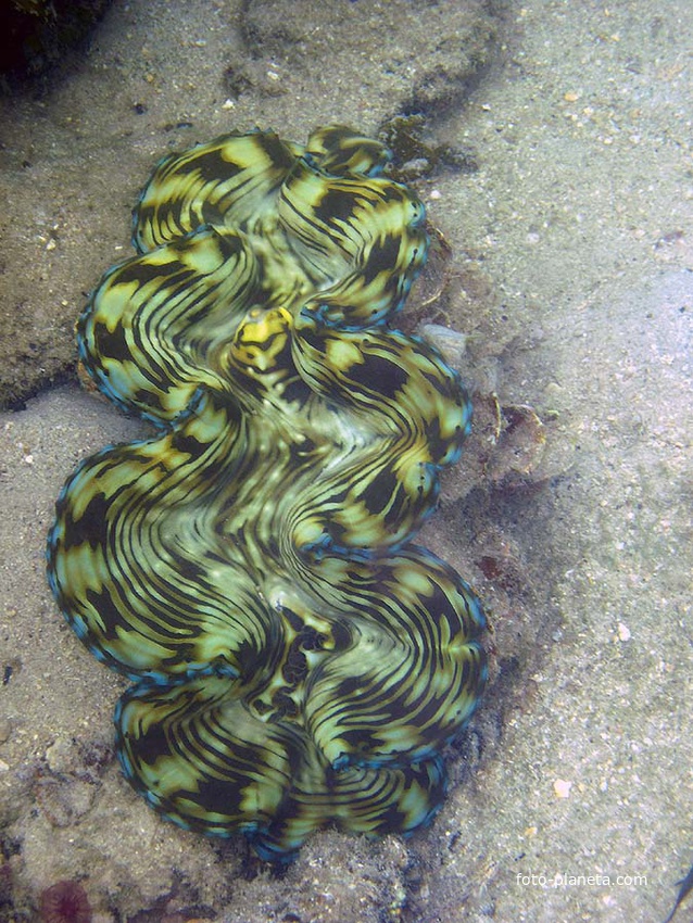 Подводный мир Ко Куда