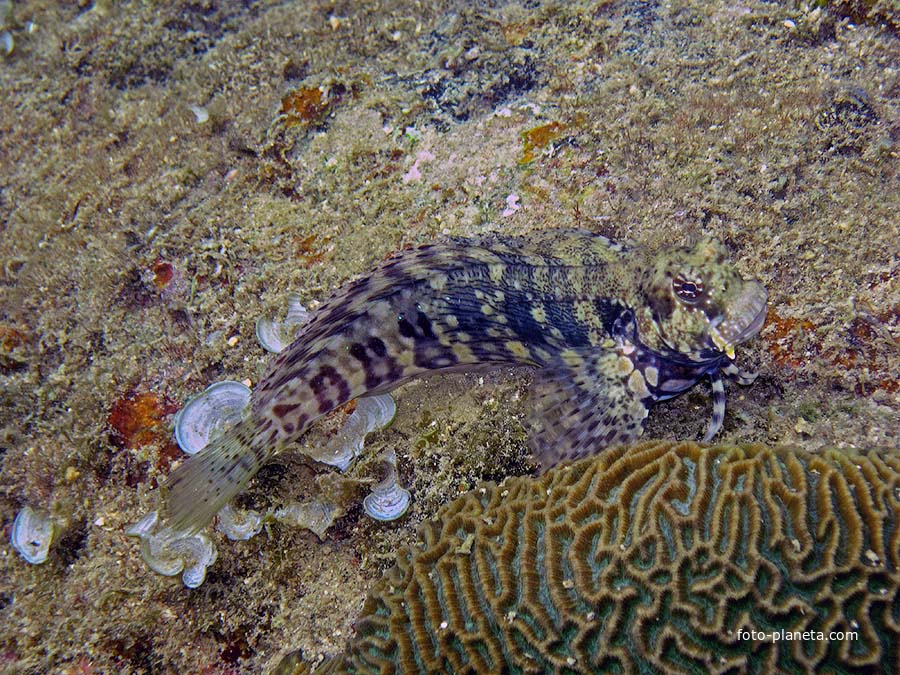 Подводный мир Ко Куда