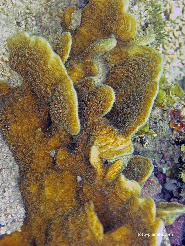 Подводный мир Ко Куда