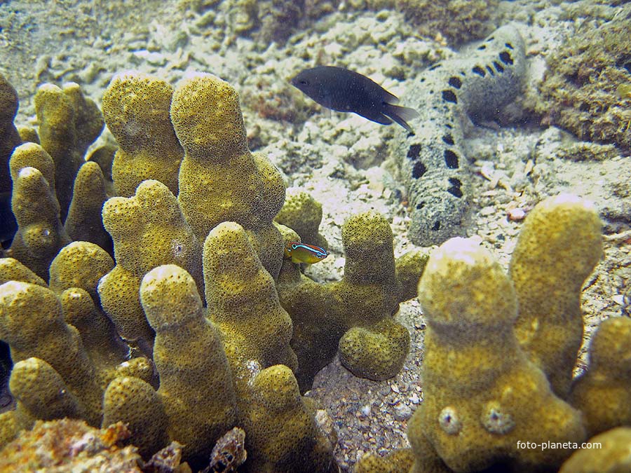 Подводный мир Ко Куда