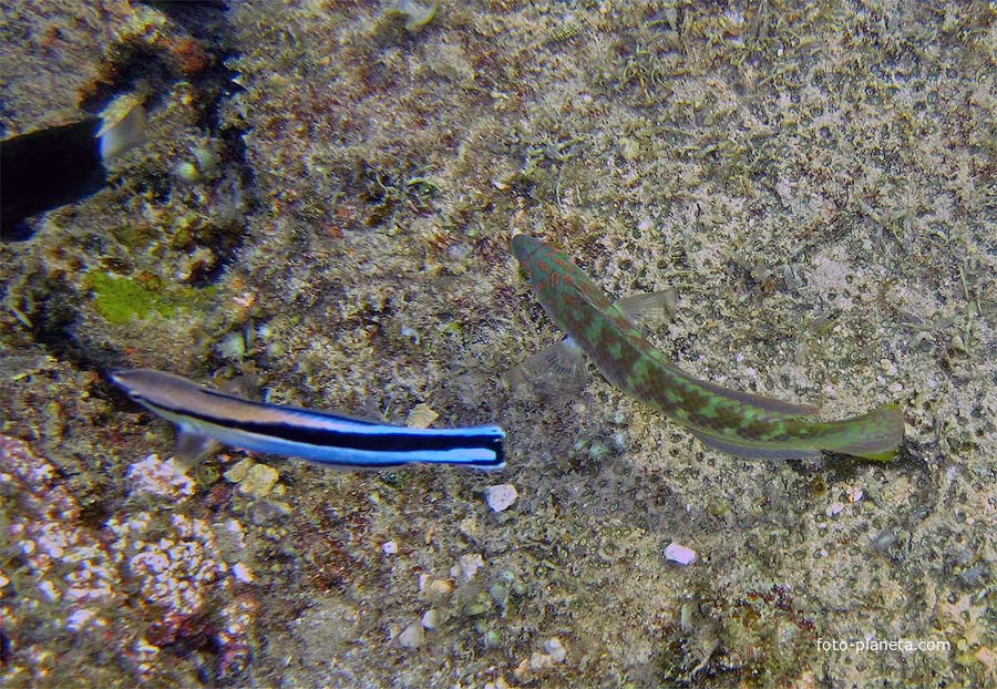 Подводный мир Ко Куда