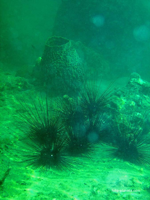 Подводный мир Ко Куда