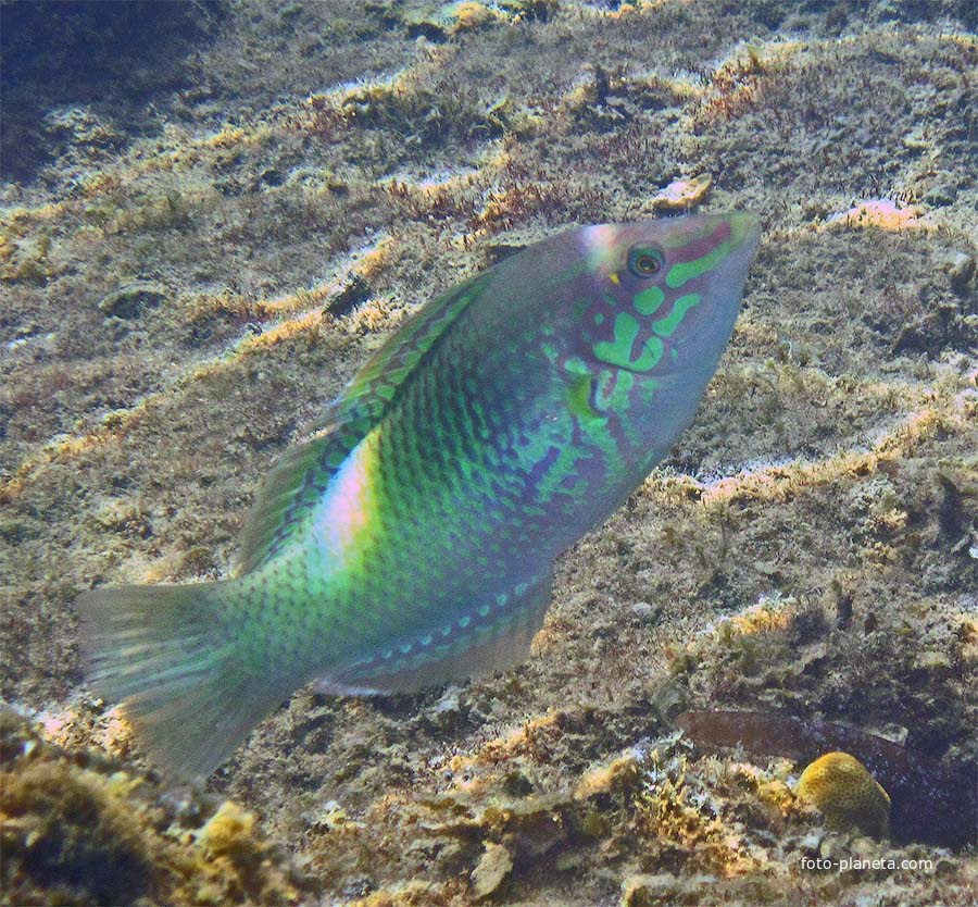 Подводный мир Ко Куда