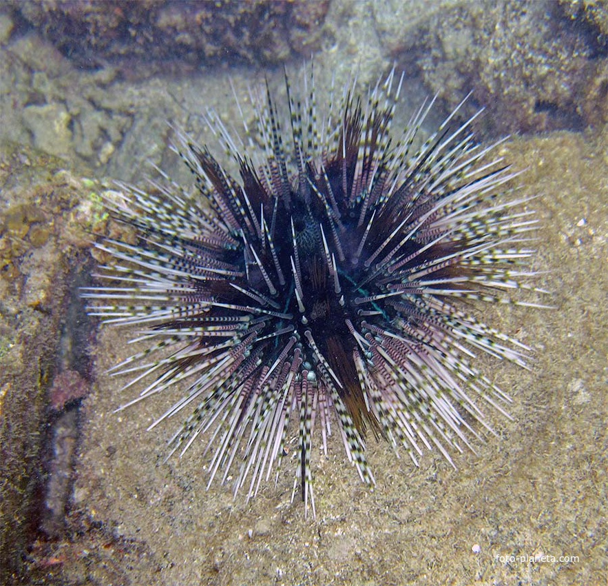 Блондинчик