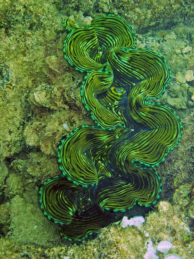 Подводный мир Ко Куда