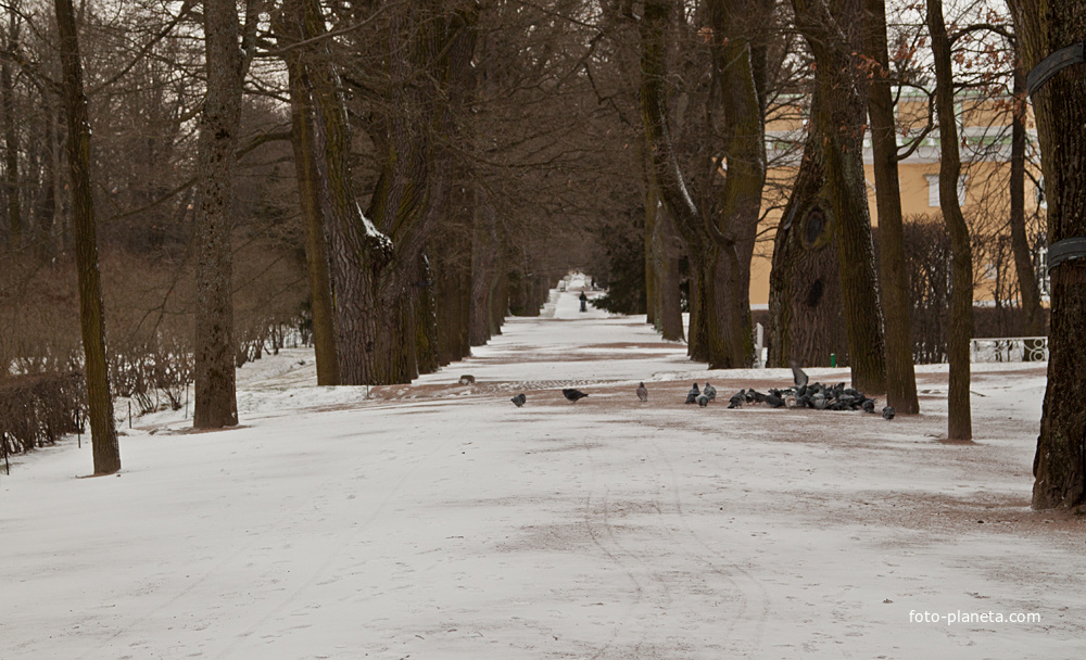 Аллея в Екатерининском парке