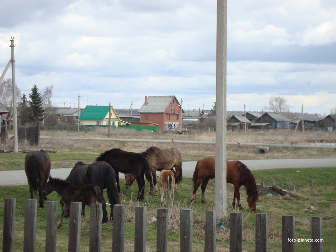 Лошадки