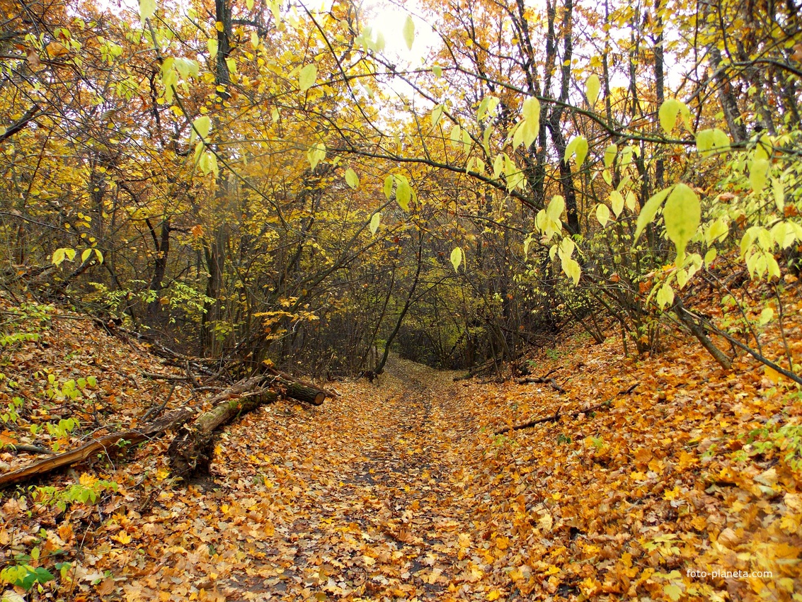 Осень. Дорога в Банинском лесу