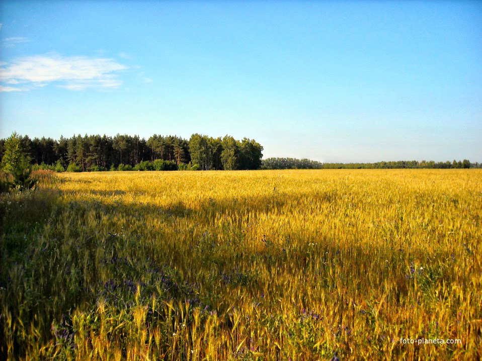 Хлебное поле