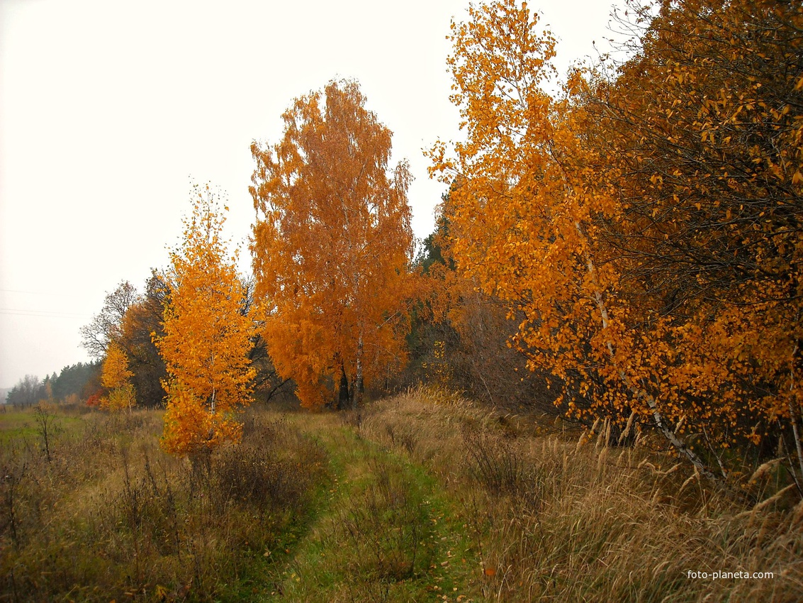 Край леса