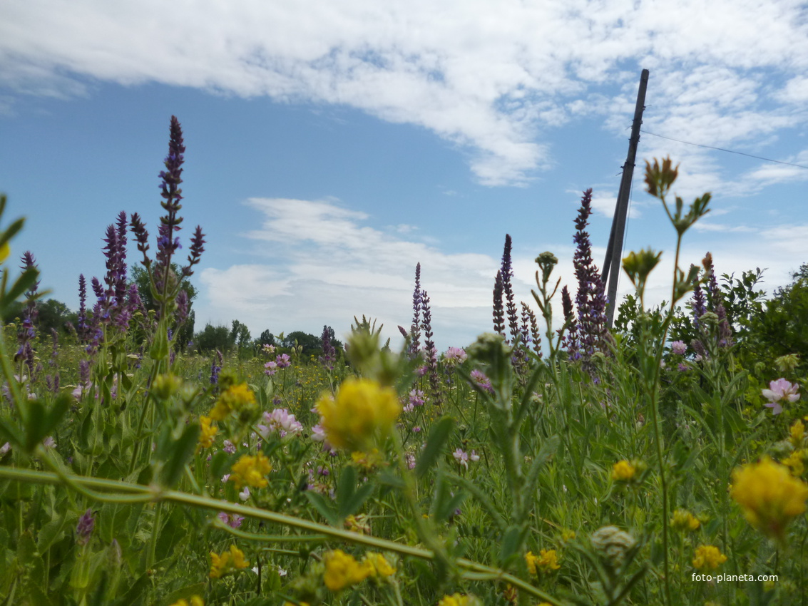 Краски лета