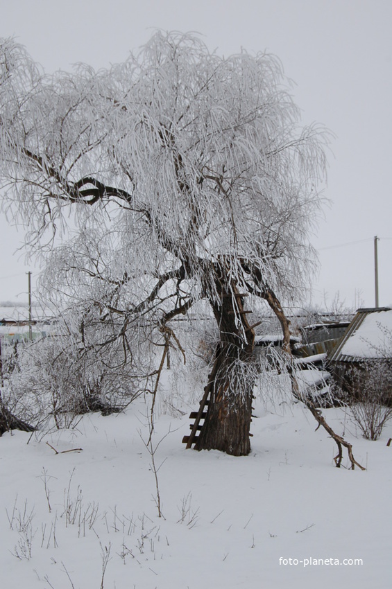 Кривая Лука