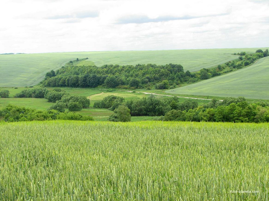 Лісок у Фащівці