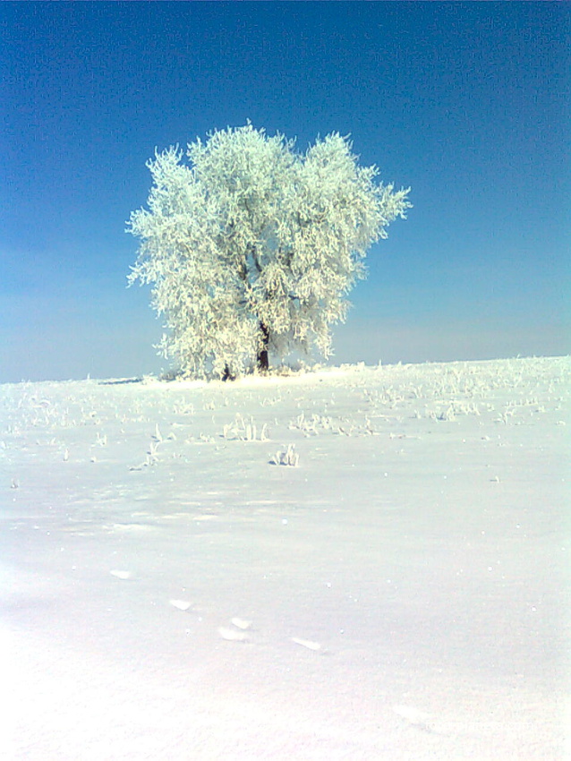 зима в с.Локня (2010г.)