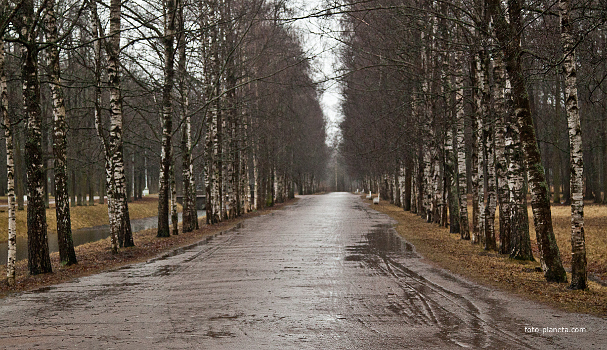 Аллея в Александровском парке