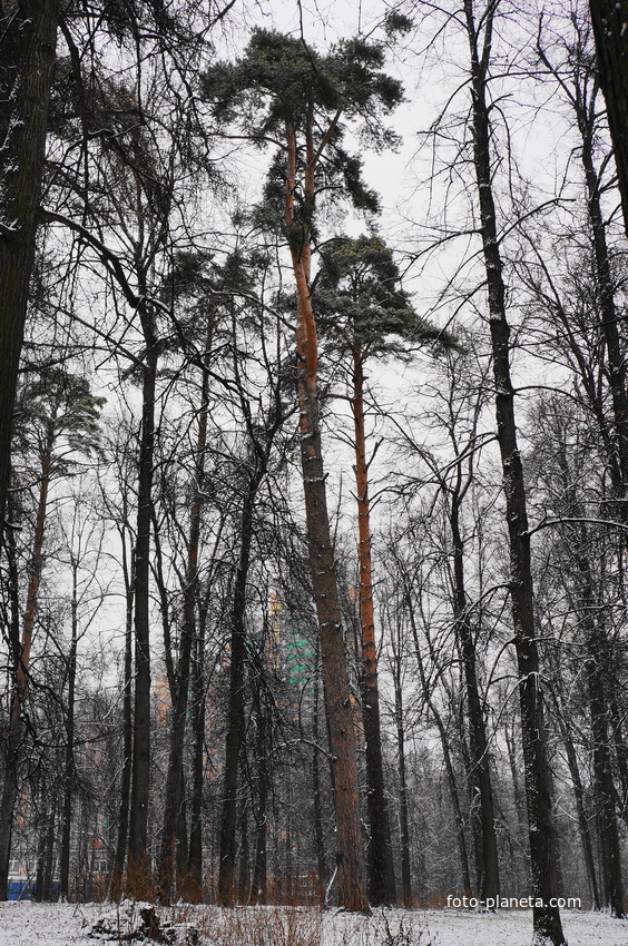 Парк бывшей усадьбы в Загорье
