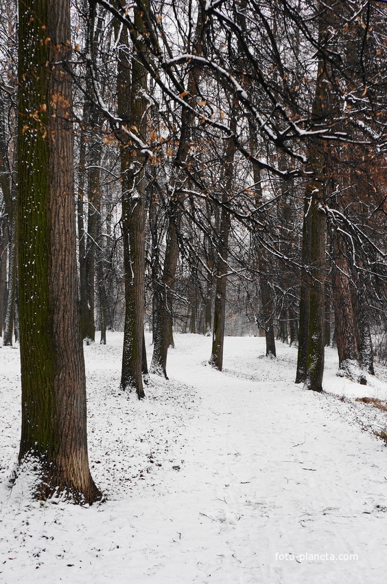 Парк бывшей усадьбы в Загорье