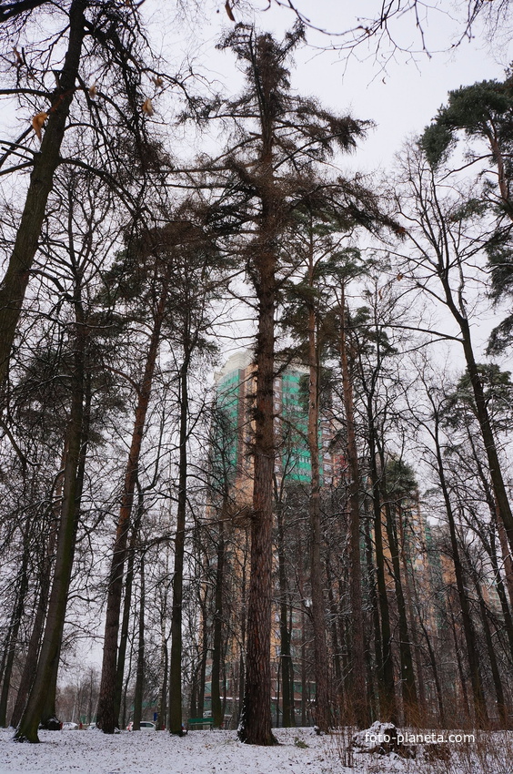 Парк бывшей усадьбы в Загорье