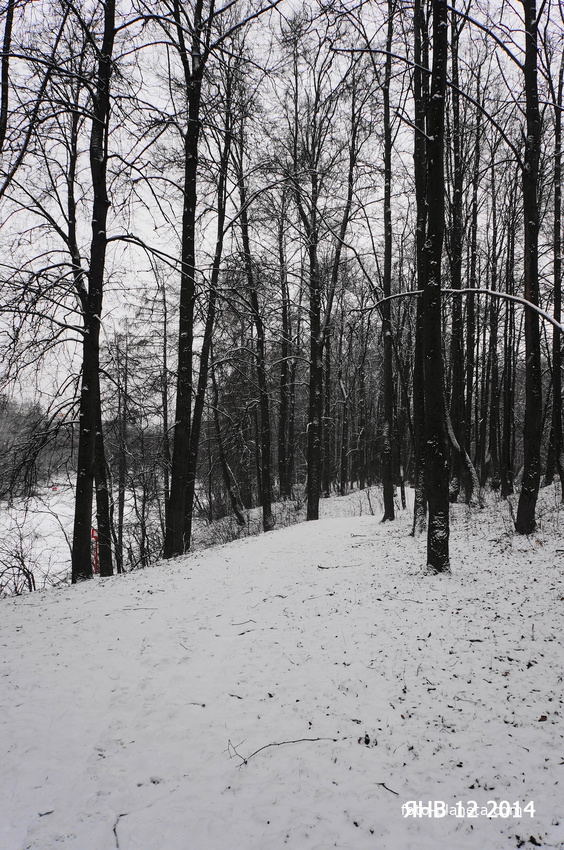 Лес у Загорьевского пруда