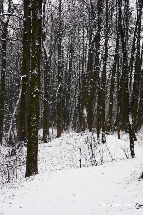 Лес у Загорьевского пруда