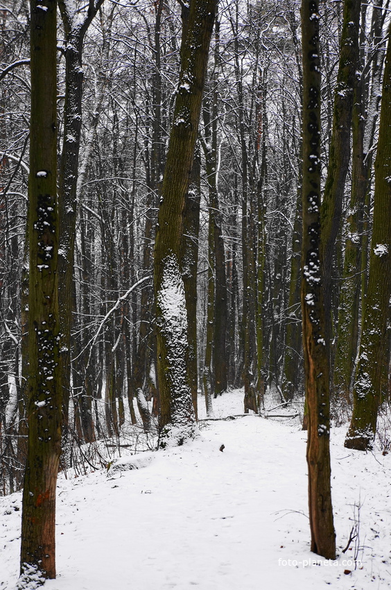 Лес у МКАДа
