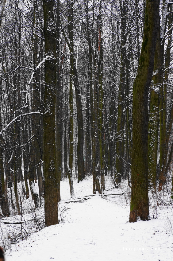 Старый лес у МКАДа