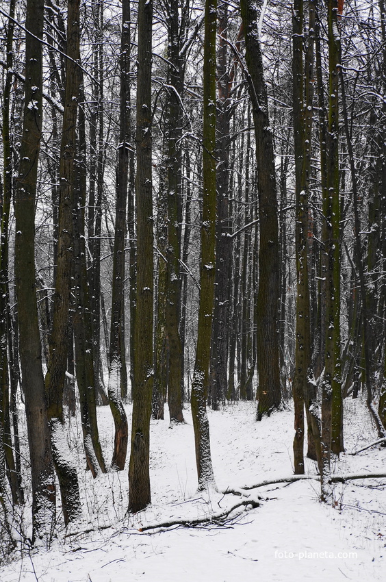 Старый лес у МКАДа