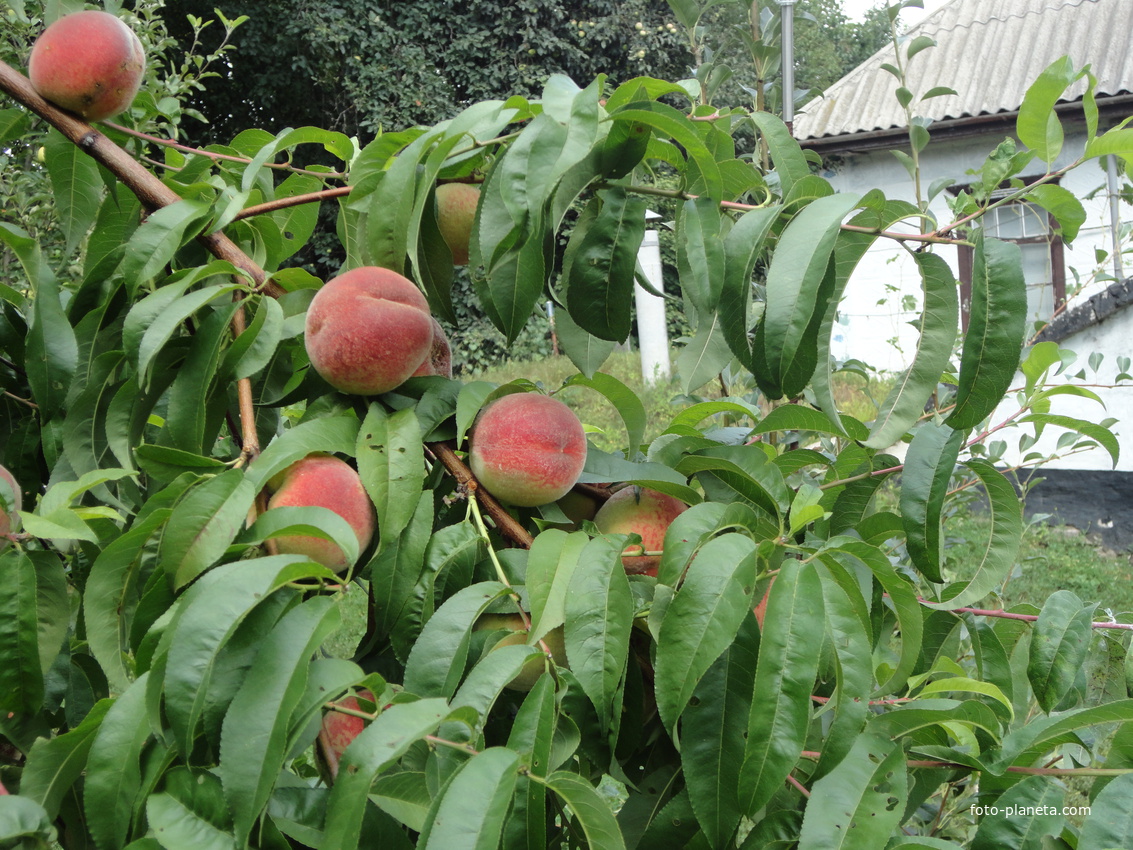 в Ясиноватці родять навіть персики