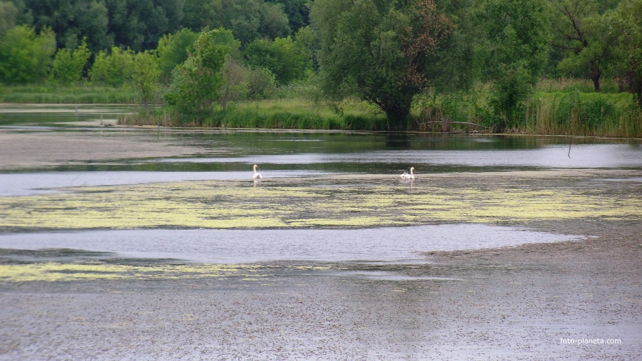 Радиванівський ставок.Вдалині плавають два лебеді із своїми дітками